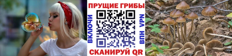 Галлюциногенные грибы Cubensis  omg   Вичуга  сколько стоит 